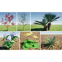 Twinmotion専用3D 常緑高中木・ドライガーデン・コニファー集 64点